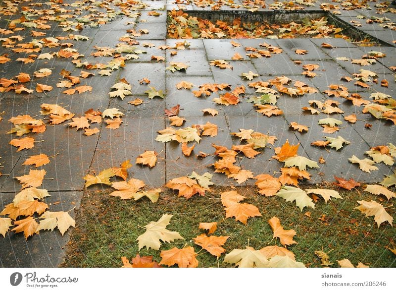 ahornsirup Umwelt Natur Erde Herbst Wetter schlechtes Wetter Blatt verblüht trist Leben Müdigkeit Erschöpfung Verfall Vergänglichkeit Wandel & Veränderung