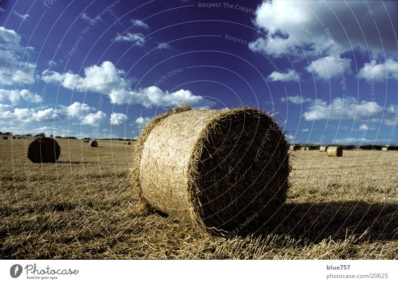 North East 1 Ernte Stroh Feld rund gelb Wolken Großbritannien Himmel harvest Strohballen blau Schatten teesside north yorkshire nord england blue sky