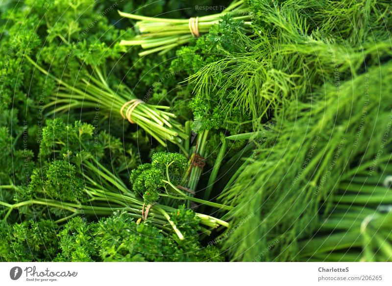 Markttag Lebensmittel Kräuter & Gewürze Pflanze Pflanzenteile Ernährung Bioprodukte Grünpflanze Nutzpflanze Marktstand Bündel Wachstum grün Dill frisch