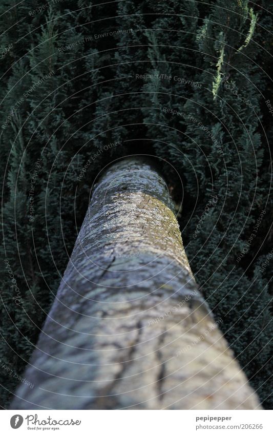 mitten durch Pflanze Sommer Baum Grünpflanze braun grau grün Farbfoto Außenaufnahme Tag Schatten Kontrast Sonnenlicht Unschärfe Schwache Tiefenschärfe Ast