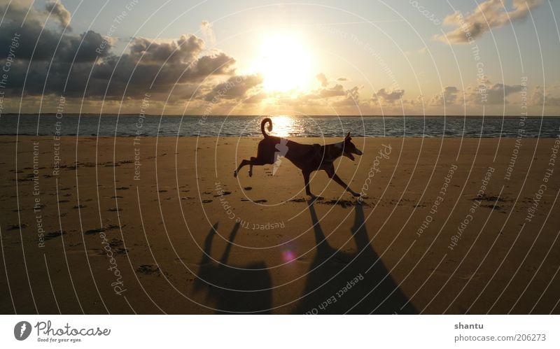 Tanzender Hund Sand Himmel Wolken Sonnenaufgang Sonnenuntergang Schönes Wetter Nordsee Insel Haustier 1 Tier Bewegung Farbfoto Außenaufnahme Menschenleer