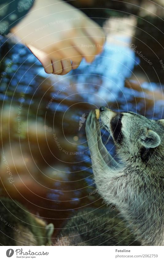 Fütterungszeit Mensch Kind Mädchen Kindheit Hand Finger Umwelt Natur Tier Urelemente Wasser Sommer Teich Wildtier Fell Pfote Zoo nah natürlich weich Waschbär