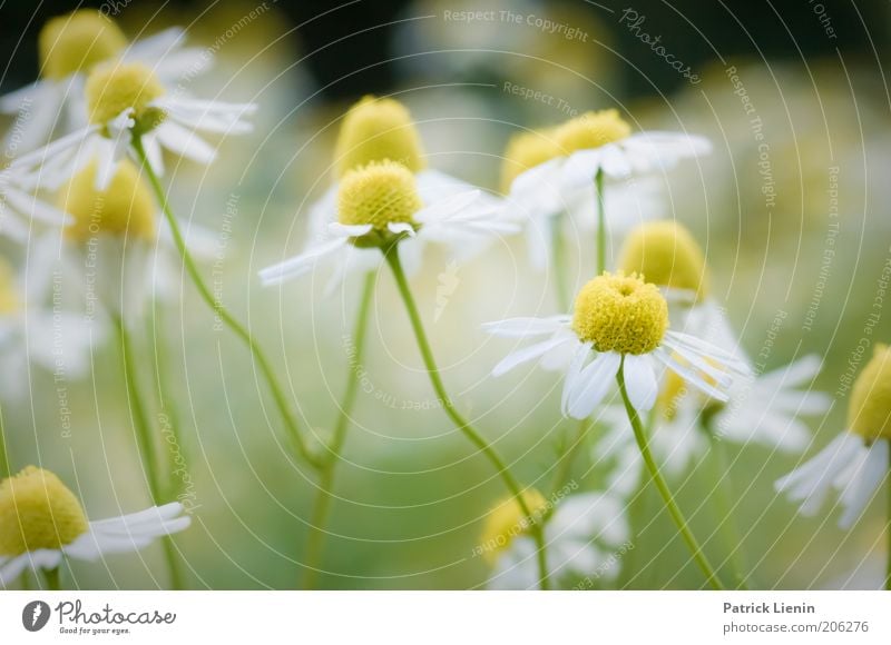 Kamillenbad Kräuter & Gewürze Natur Pflanze Sommer Blume Blüte Nutzpflanze Gesundheit Kamillenblüten Duft Geruch grün gelb weiß schön Farbfoto Außenaufnahme