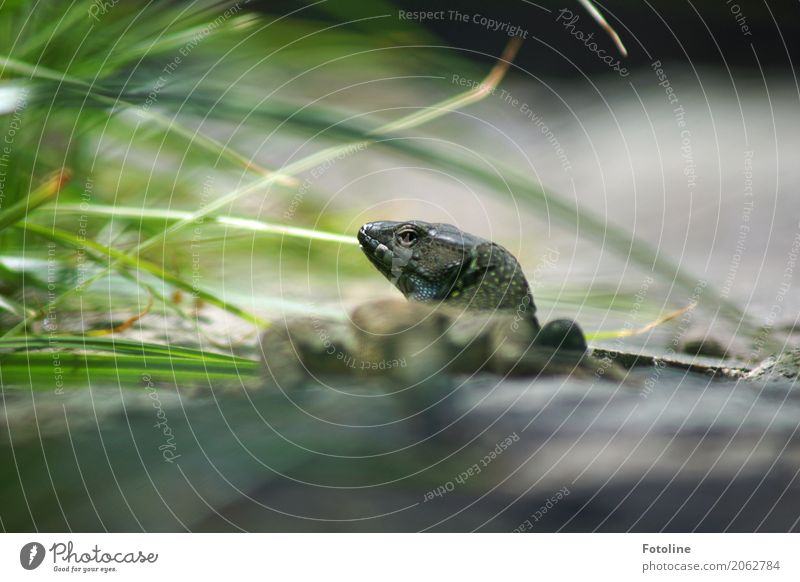 Kommt jemand von links? Umwelt Natur Pflanze Tier Urelemente Erde Sommer Schönes Wetter Gras Wiese Wildtier 1 blau grau grün Echte Eidechsen Reptil Echsen