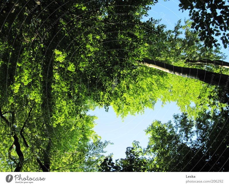 Majestic Trees Natur Pflanze Himmel Sommer Schönes Wetter Baum Blatt Grünpflanze Wildpflanze Wald Wachstum gigantisch nachhaltig natürlich oben positiv blau