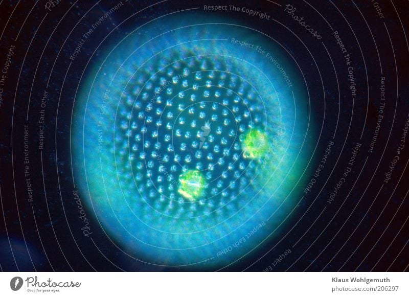 Volvoxalge leuchtet blau im Licht der Dunkelfeldbeleuchtung ca. 100fach vergrößert ruhig Umwelt Natur Pflanze Wasser ästhetisch rund grün schwarz Assimilieren