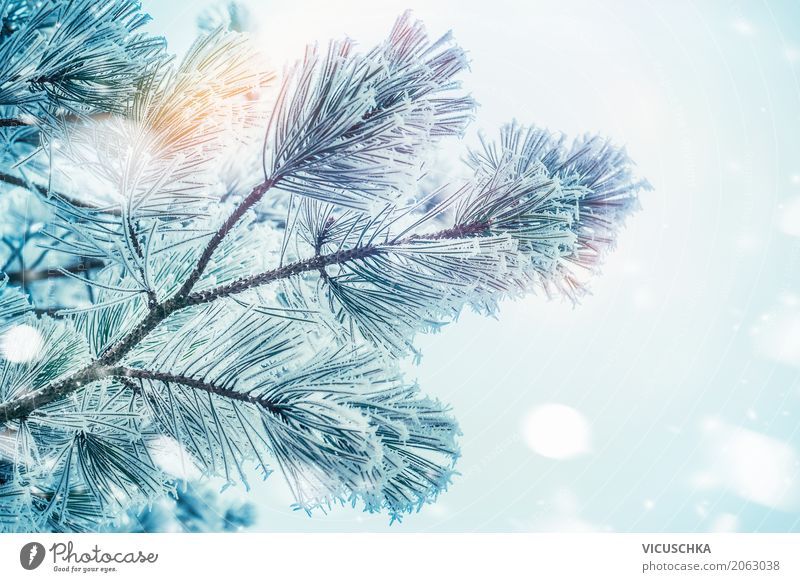 Tannenbaum am Wintertag Lifestyle Garten Weihnachten & Advent Natur Schönes Wetter Pflanze Baum Park weich Frost Winterurlaub Schnee Tannenzweig Tannennadel