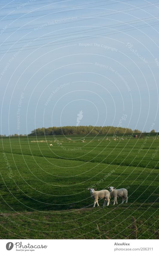 Kumpels am Deich Schafherde Bioprodukte Ausflug Pflanze Tier Gras Wiese Feld Grasland grasgrün Hettstedt Nutztier 2 Herde authentisch weiß Neugier Team