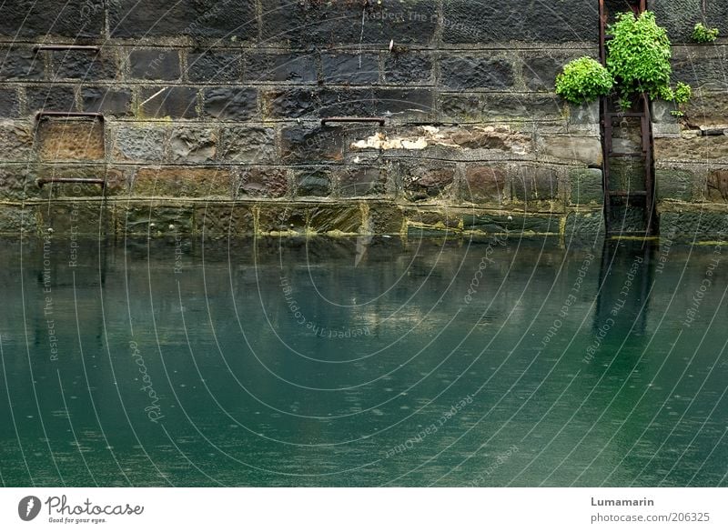 Grenzgänge Umwelt Pflanze Wasser Regen historisch nass natürlich trist grün Anlegestelle Leiter Mauer Fluss Meer Station Stein Steinmauer feucht bewachsen