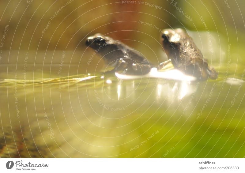 Annäherungsversuch Tier Frosch Aquarium 2 Tierpaar Brunft beobachten glänzend hocken sitzen Frühlingsgefühle Zusammensein Neugier Interesse Wasser