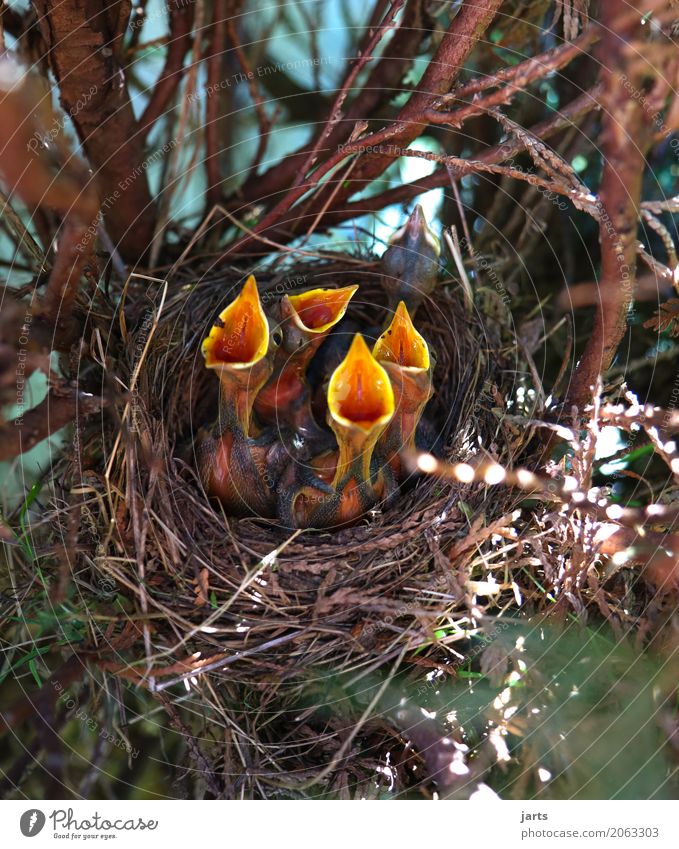 4 + 1 Frühling Baum Tier Wildtier Tiergruppe Tierjunges schreien natürlich Appetit & Hunger Durst Natur Nest Küken Farbfoto Außenaufnahme Nahaufnahme