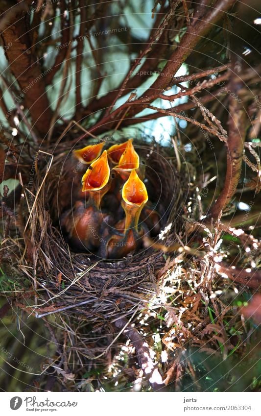 kindercohr II Wildtier Vogel 4 Tier Tierjunges schreien lustig natürlich Natur singen Appetit & Hunger Amsel Nest Farbfoto mehrfarbig Nahaufnahme Menschenleer