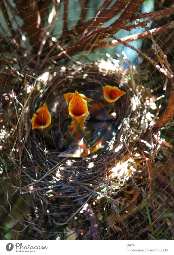 kindercohr III Frühling Baum Garten Park Wildtier Vogel 4 Tier Tiergruppe Tierjunges Essen schreien natürlich Appetit & Hunger Durst Natur Amsel Nest Küken