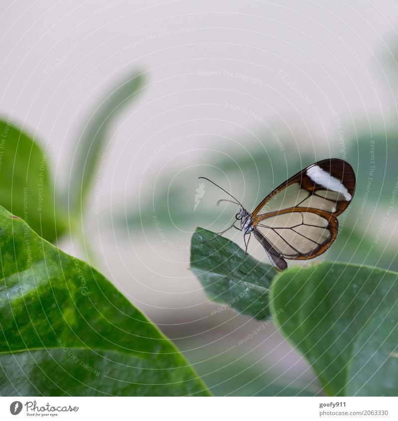 Posieren!!!! Umwelt Natur Pflanze Tier Frühling Sommer Blatt Grünpflanze Nutzpflanze Wildpflanze Garten Park Wiese Wildtier Schmetterling Tiergesicht Flügel Zoo