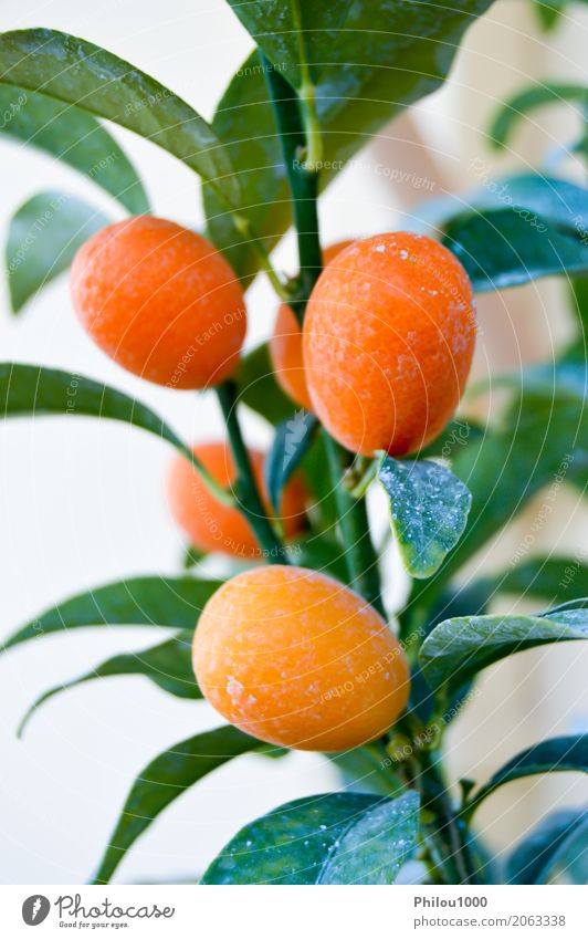 Aprikosen auf einer Niederlassung Lebensmittel Frucht Apfel Dessert Vegetarische Ernährung Diät Sommer Natur Pflanze Baum Blume Blatt Blüte frisch natürlich