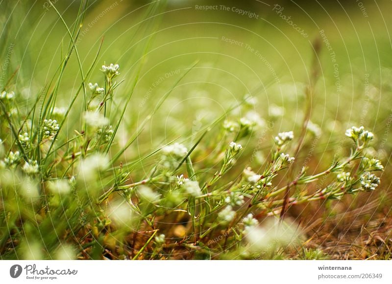 Grüner Wille des Lebens Natur Pflanze Erde Blume Feld Optimismus Kraft Willensstärke Macht Tatkraft Warmherzigkeit Reinheit Hoffnung Glaube Bewegung elegant