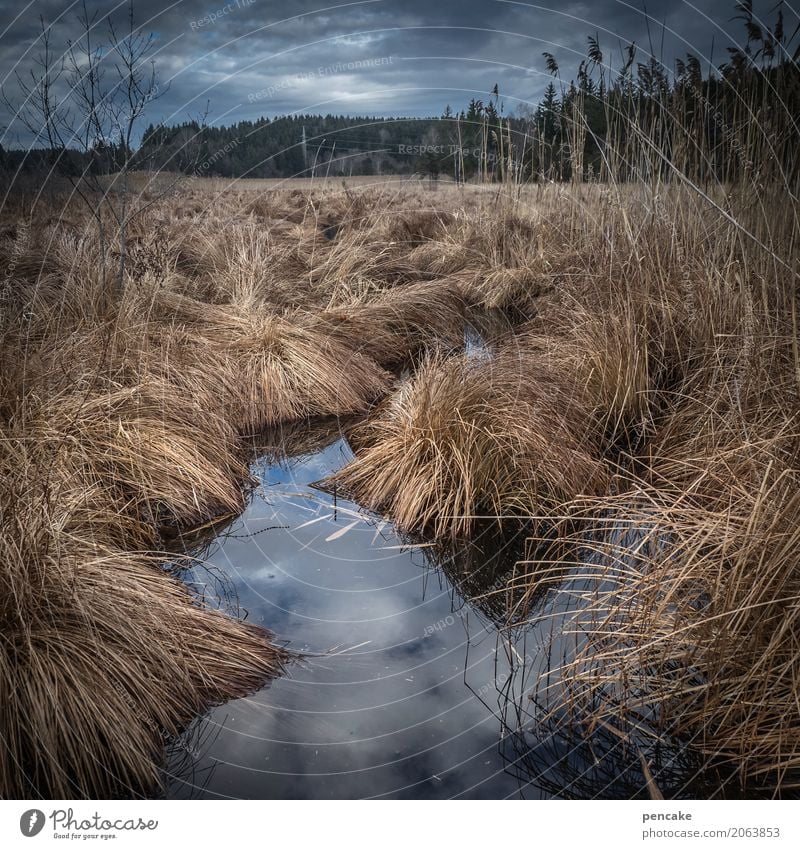 ruhezeit Natur Landschaft Winter Pflanze Gras Moor Sumpf schlafen warten Reflexion & Spiegelung Winterschlaf Riedgras Farbfoto Gedeckte Farben Außenaufnahme