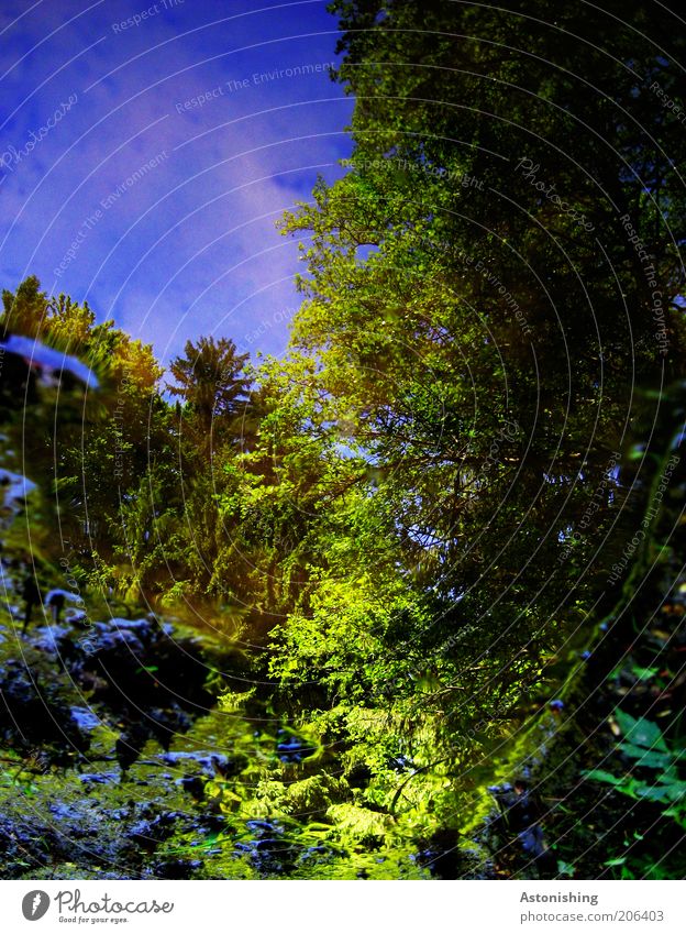 neulich in der Pfütze... Umwelt Natur Landschaft Pflanze Wasser Himmel Wolkenloser Himmel Sommer Wärme Baum Sträucher Grünpflanze Wildpflanze Wald Teich kalt