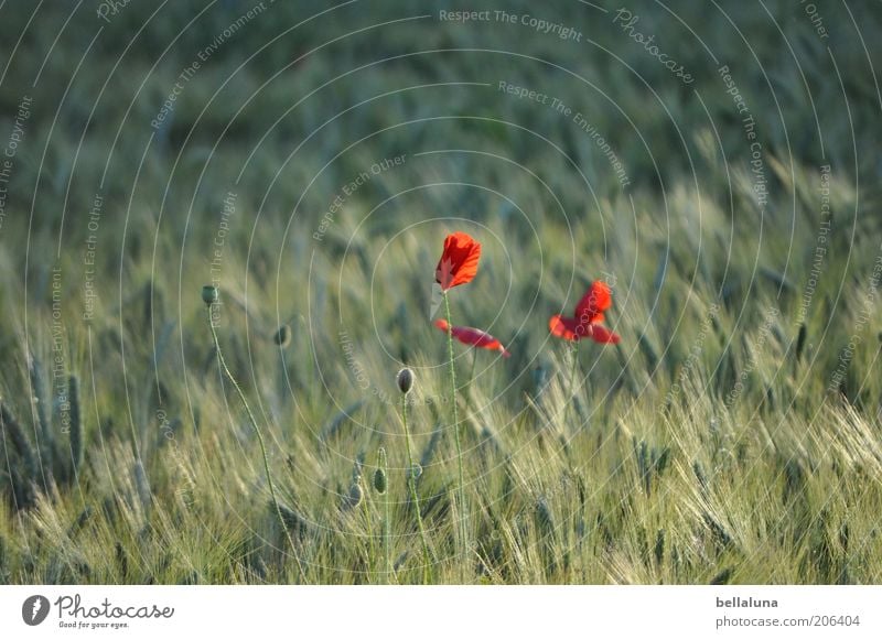 rote Tupfen Umwelt Natur Pflanze Sommer Wetter Schönes Wetter Wind Wärme Blume Blüte Nutzpflanze Wildpflanze Feld schön Mohn Mohnblüte Getreide Getreidefeld