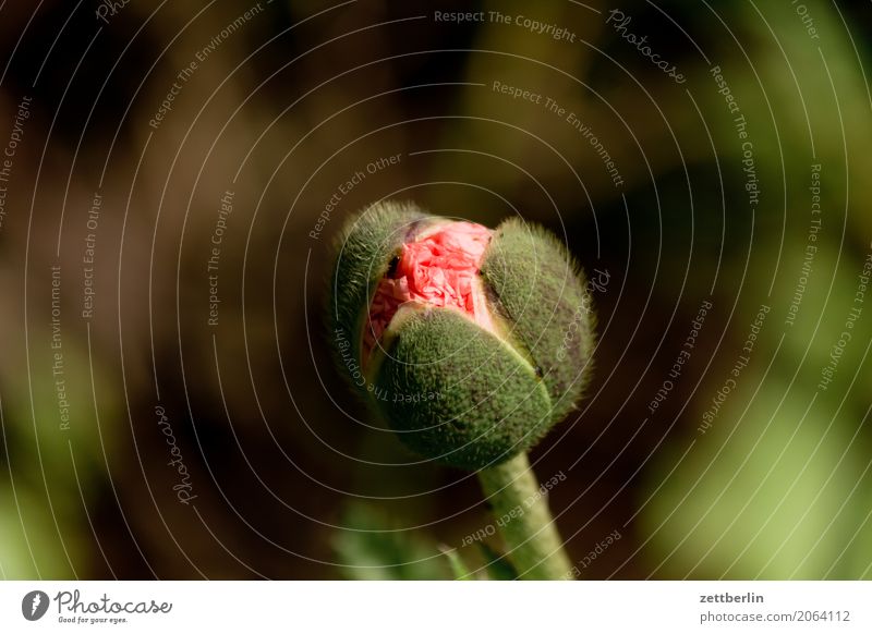 Papaver rhoeas Blume Blühend Blüte Erholung Ferien & Urlaub & Reisen Garten Schrebergarten Kleingartenkolonie Blütenknospen Blattknospe Menschenleer Natur