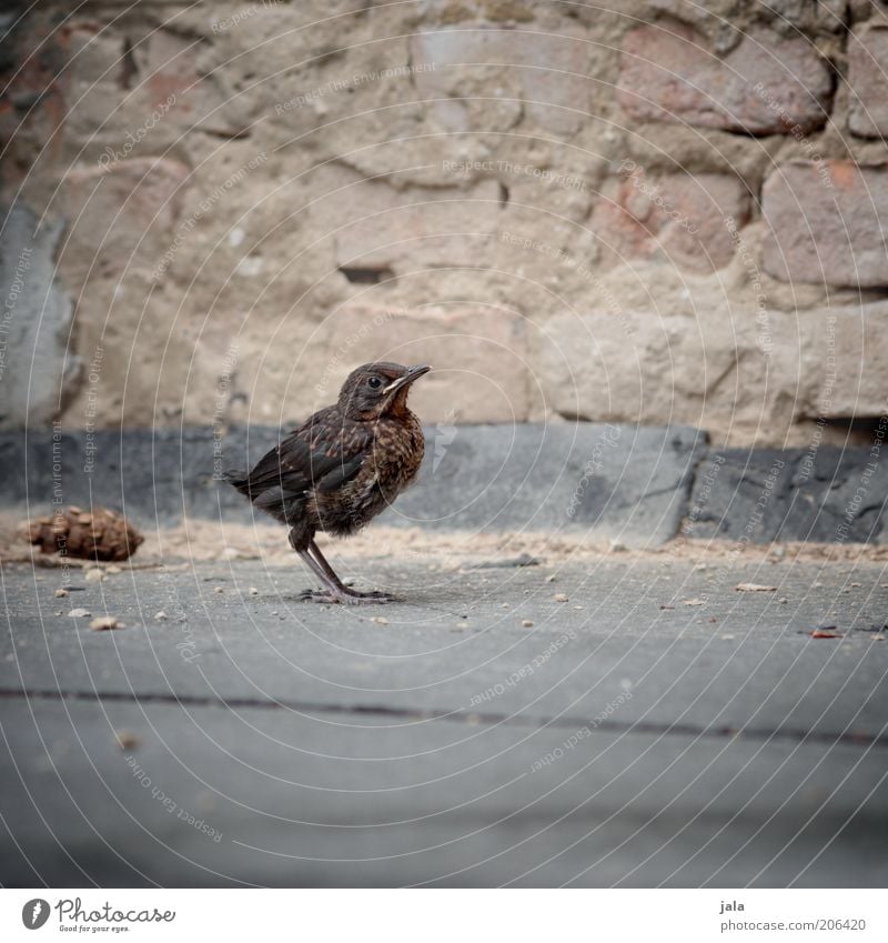 wenn die kinder flügge werden Tier Wildtier Vogel Amsel Tierjunges Stein Farbfoto Gedeckte Farben Außenaufnahme Menschenleer Textfreiraum unten Tag Tierporträt