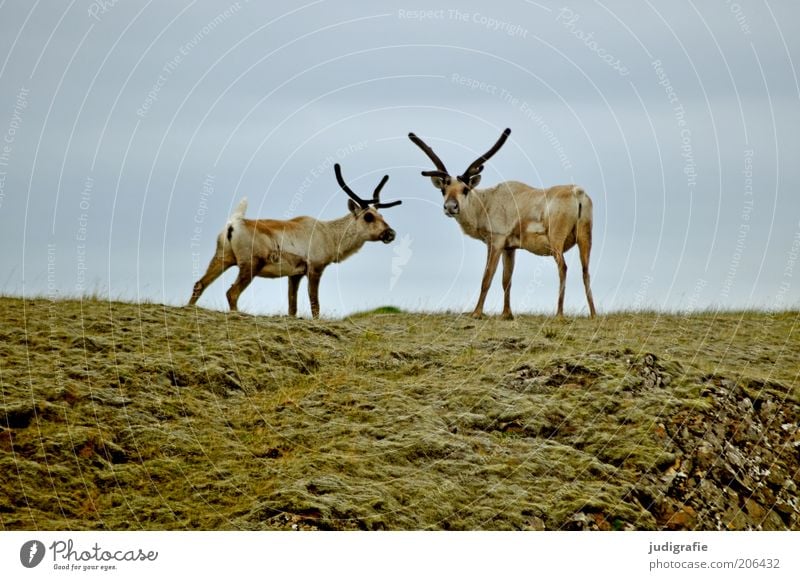 Island Umwelt Natur Tier Gras Hügel Wildtier Rentier 2 Tierpaar beobachten Blick stehen natürlich Farbfoto Außenaufnahme Menschenleer Textfreiraum oben