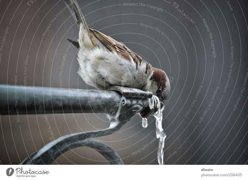 Freiburger Münster-Spatz (FR 6/10) Getränk trinken Erfrischungsgetränk Wasser Wassertropfen Brunnen Tier Wildtier Vogel Flügel hocken sitzen kalt kuschlig klein