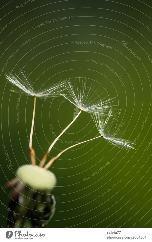 wer fliegt zuerst? Umwelt Natur Pflanze Frühling Blume Blüte Löwenzahn Samen Wiese berühren warten klein oben weich grün ästhetisch Leichtigkeit Mobilität