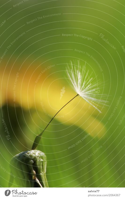 Solist Natur Pflanze Frühling Blume Blüte Wildpflanze Löwenzahn Samen Wiese Blühend verblüht ästhetisch oben positiv gelb grün einzigartig Hoffnung Leben