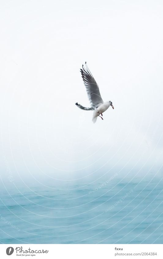 Möwe im Flug Gesunde Ernährung Speise Essen Flügel Vogel Meer fliegen Venedig Möwenvögel Wasser Freiheit Schnabel Feder Natur Vor hellem Hintergrund