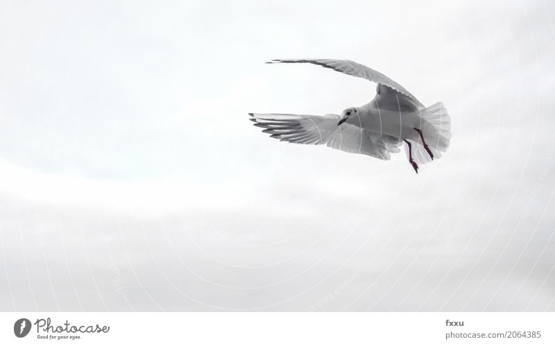 Möve in Venedig Möwe Gesunde Ernährung Speise Essen Flügel Vogel Meer fliegen Möwenvögel Freiheit Wasser Schnabel Feder Natur Vor hellem Hintergrund