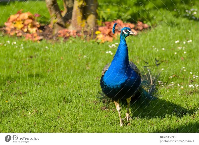 der Schöne Tier Wildtier Pfau 1 beobachten Bewegung gehen leuchten ästhetisch glänzend nah schön blau grün stolzieren Neugier Stolz Farbfoto mehrfarbig