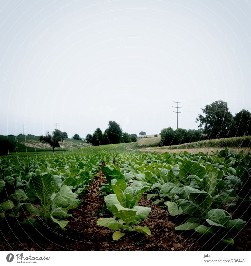 rübenacker Natur Pflanze Himmel Nutzpflanze Feld nachhaltig blau grün Farbfoto Außenaufnahme Menschenleer Textfreiraum oben Tag Totale Landwirtschaft Ackerbau