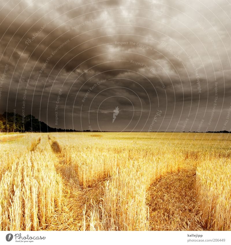 fields of gold Wirtschaft Himmel Wolken Sommer Klima Wetter Unwetter Gewitter Pflanze Nutzpflanze Feld Getreide Weizenfeld Roggenfeld Traktorspur Horizont