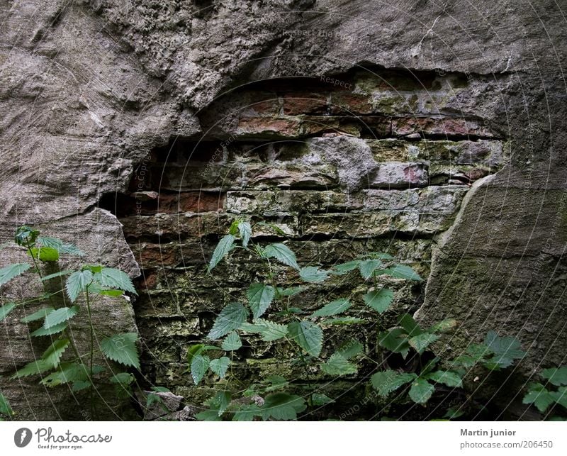 Zahn der Zeit Umwelt Natur Pflanze Blatt Grünpflanze Wildpflanze Brennnessel Mauer Wand Fassade Steinwand Putz Putzfassade Backstein alt kaputt Verfall