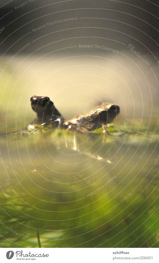 Froschromantik Natur Wasser Tier Aquarium 2 Tierpaar Brunft hocken sitzen Zusammensein klein Vertrauen winzig Nahaufnahme Makroaufnahme Froschperspektive