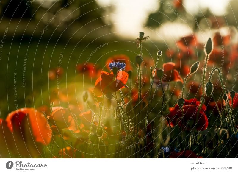 Mo(h)n Amour Natur Landschaft Pflanze Sonne Sonnenaufgang Sonnenuntergang Sonnenlicht Sommer Schönes Wetter Blume Gras Sträucher Blüte Grünpflanze Nutzpflanze