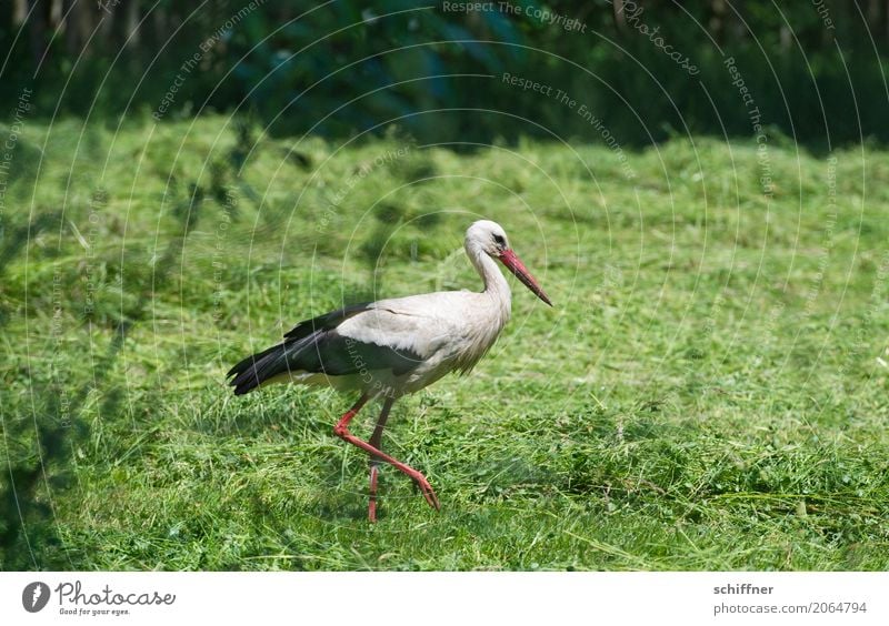 Zusteller im Verzug Pflanze Feld Tier Wildtier Vogel 1 gehen grün schreiten Schreitvögel Storch Weißstorch Nahrungssuche Heu Wiese Außenaufnahme Menschenleer