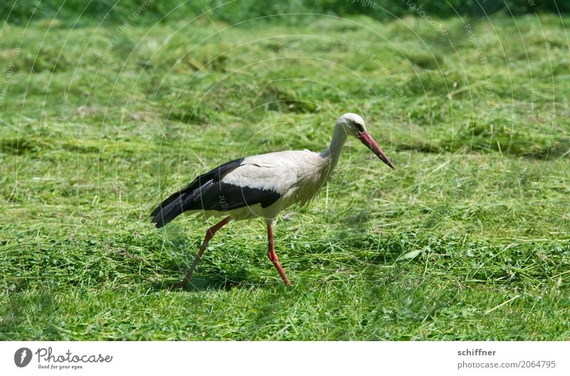 Zusteller sucht immer noch Wiese Feld Tier Vogel 1 grün gehen schreiten Suche Storch Nahrungssuche Baby beleidigt Außenaufnahme Menschenleer Textfreiraum links