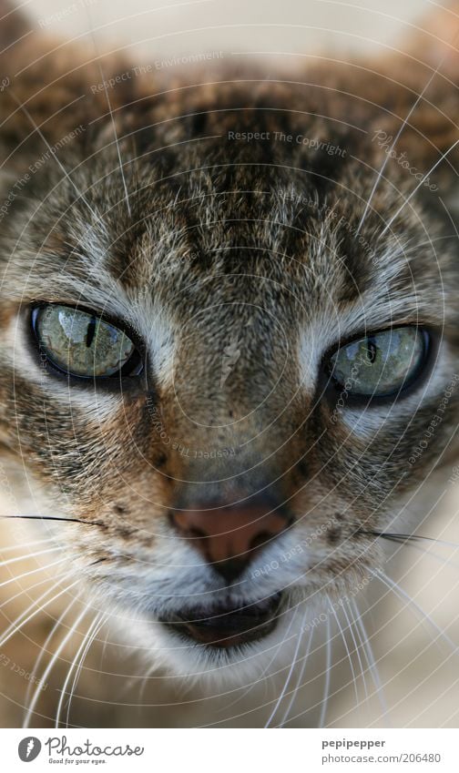 hmm... Tier Haustier Katze 1 schön Neugier weich braun Katzenauge Blick Farbfoto Außenaufnahme Menschenleer Tag Unschärfe Zentralperspektive Tierporträt