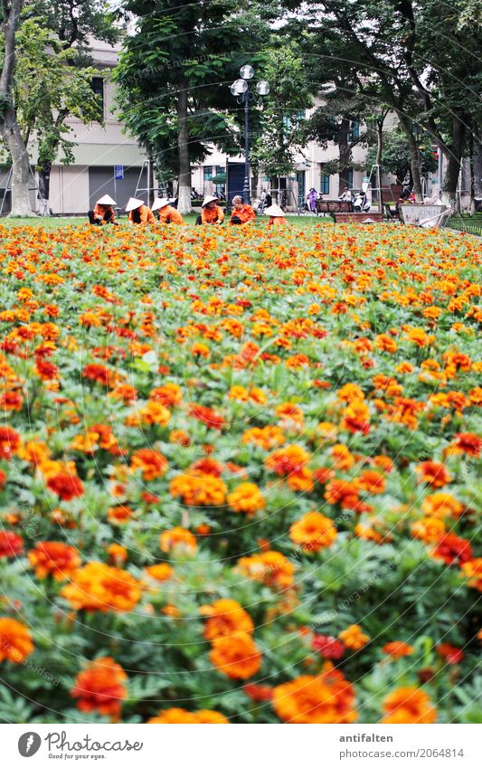 Parkpflege in Vietnam Ferien & Urlaub & Reisen Tourismus Städtereise Arbeit & Erwerbstätigkeit Beruf Gartenarbeit Mensch feminin Körper 6 Menschengruppe