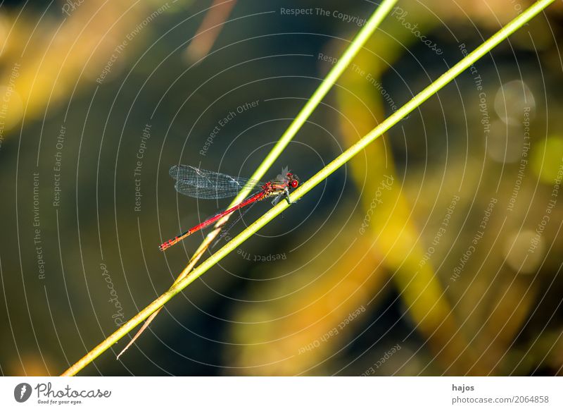 Frühe Adonislibelle, Pyrrhosoma nymphula an einem Teich Leben Umwelt Natur Tier Wasser Wildtier sitzen dünn klein rot Umweltschutz Libelle Insekt Lebewesen