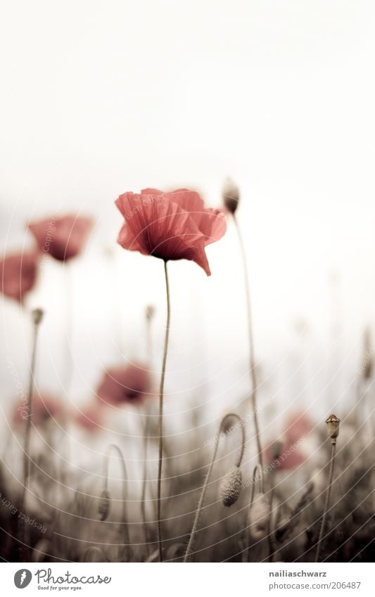 Mohnblumen Umwelt Natur Pflanze Blume Gras Blüte Wildpflanze Mohnblüte Mohnfeld ästhetisch braun rot Farbfoto Gedeckte Farben mehrfarbig Außenaufnahme