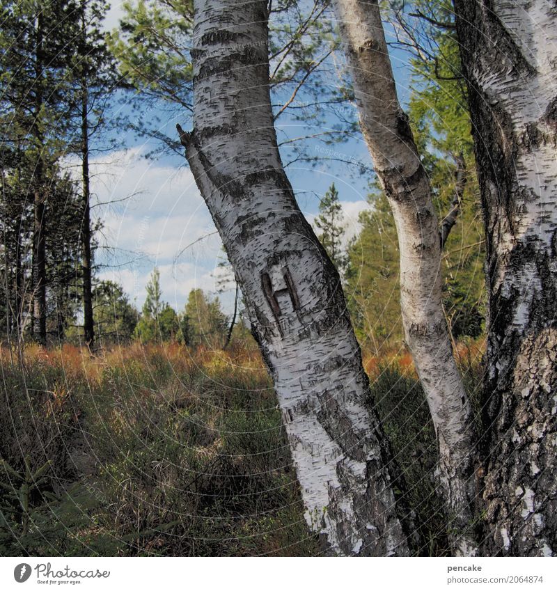 pour l'homme Natur Landschaft Himmel Schönes Wetter Baum Wald Stimmung Birkenwald Waldlichtung Furche Romantik Herrentoilette Farbfoto Außenaufnahme