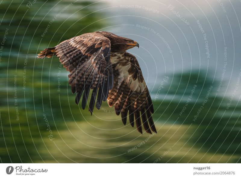 Steppenadler Umwelt Natur Tier Himmel Frühling Sommer Herbst Schönes Wetter Baum Wildtier Vogel Flügel Adler 1 fliegen Jagd Aggression ästhetisch sportlich