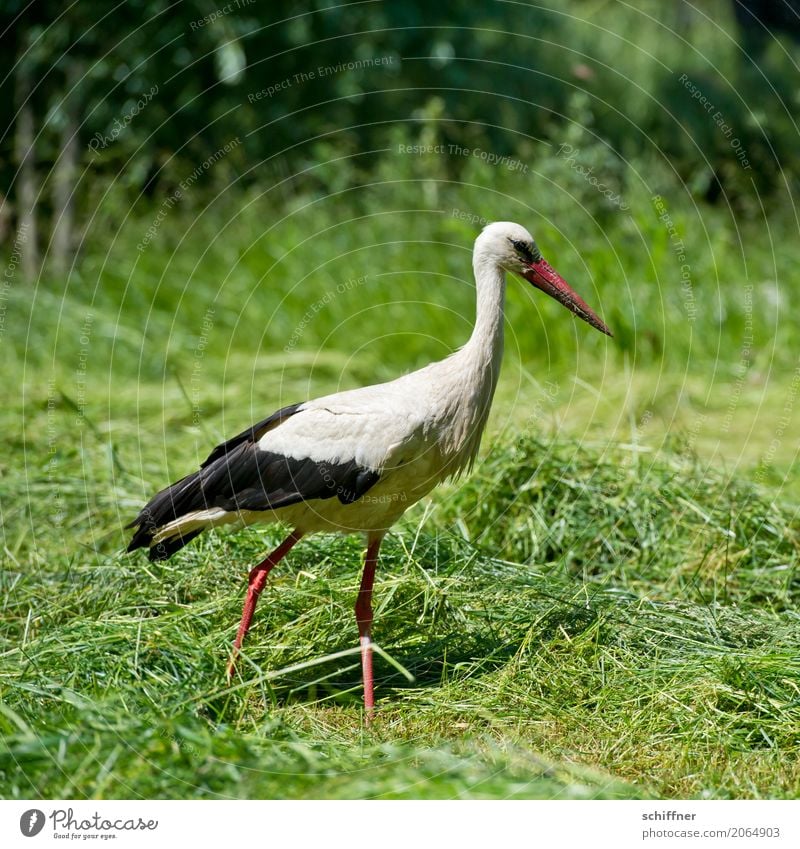 Zusteller sucht Fahrrad Tier Vogel 1 gehen grün schreiten Suche Nahrungssuche Storch Wiese Gras Feld Baby Außenaufnahme Menschenleer