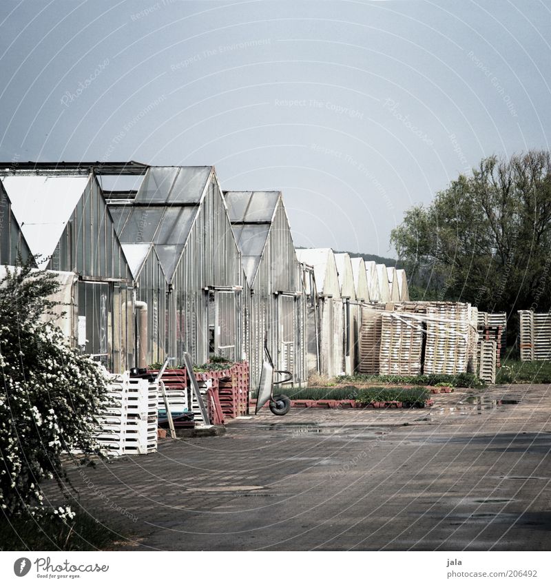 gärtnerei Arbeitsplatz Unternehmen Himmel Pflanze Baum Platz Bauwerk Gebäude Gewächshaus Umwelt Farbfoto Außenaufnahme Menschenleer Textfreiraum oben Tag ruhig