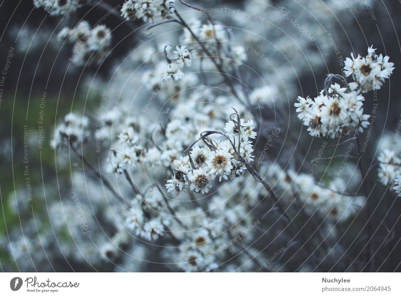 Trockenblumen in der Winterzeit mit schwermütigem Ton Kräuter & Gewürze schön Natur Pflanze Herbst Klima Nebel Hagel Blume Gras Blatt Wiese alt natürlich retro