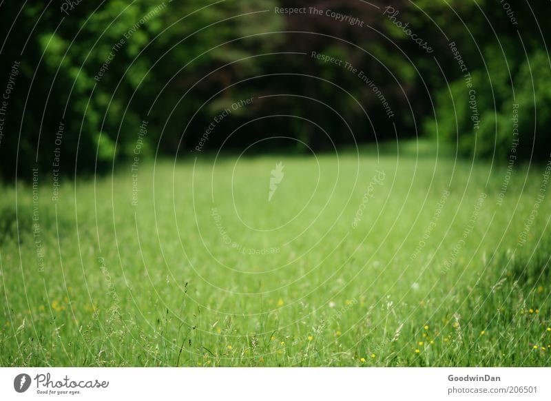 Weitsicht Umwelt Natur Urelemente Erde Schönes Wetter Park Wiese authentisch frei schön Farbfoto Außenaufnahme Menschenleer Morgendämmerung Licht grün