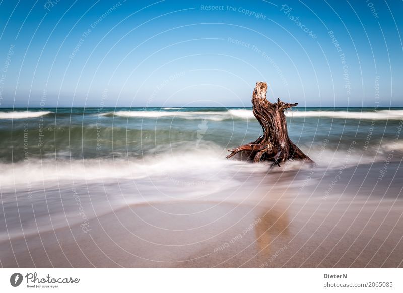 Holz Landschaft Wasser Himmel Wolkenloser Himmel Horizont Sommer Baum Küste Ostsee Meer blau braun grün weiß Darß Mecklenburg-Vorpommern Totholz Wellen Gischt